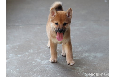 成約済の埼玉県の柴犬-328975の3枚目