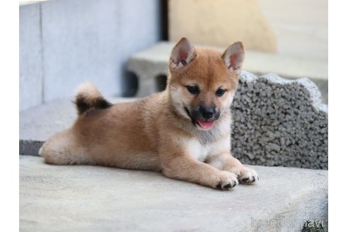 成約済の埼玉県の柴犬-328975の2枚目