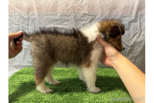 成約済の岡山県のシェットランドシープドッグ(シェルティ)-335822の4枚目