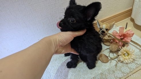 成約済の広島県のチワプー:チワワ×トイプードル-326581の71枚目