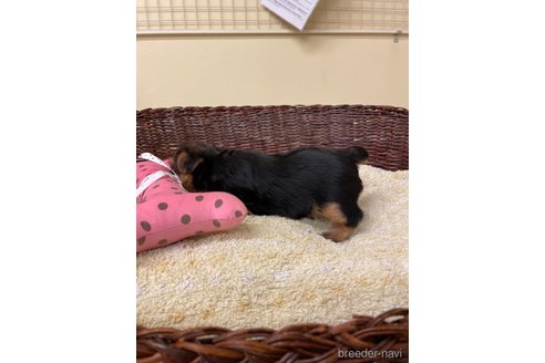 成約済の愛知県のヨークシャーテリア-335829の2枚目