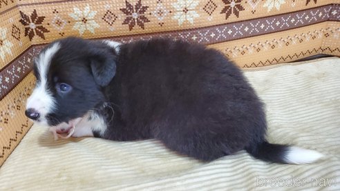 成約済の岐阜県のボーダーコリー-335833の9枚目
