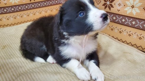 成約済の岐阜県のボーダーコリー-335833の12枚目