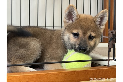 成約済の岡山県の柴犬-327579の4枚目