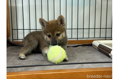 成約済の岡山県の柴犬-327579の3枚目