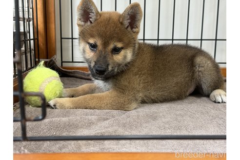 成約済の岡山県の柴犬-327579の2枚目