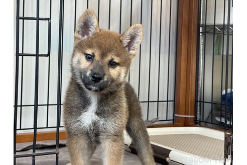 成約済のの柴犬-327579