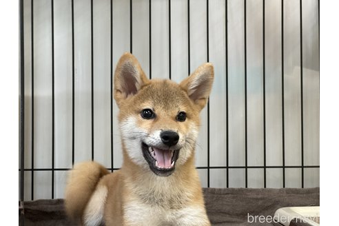 成約済の岡山県の柴犬-319455の1枚目