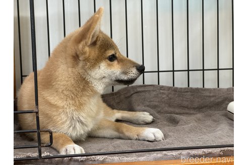 成約済の岡山県の柴犬-319455の4枚目