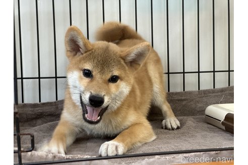 成約済の岡山県の柴犬-319455の3枚目