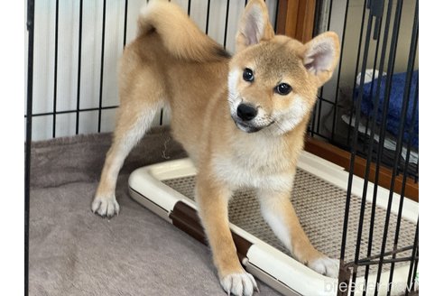 成約済の岡山県の柴犬-319455の2枚目