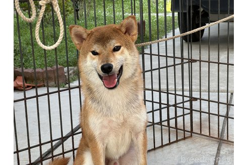 成約済の岡山県の柴犬-309349の1枚目