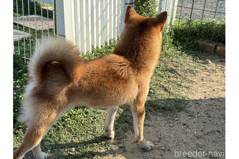 成約済の岡山県の柴犬-309349の5枚目