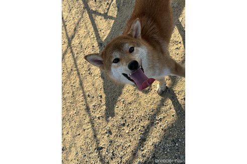 成約済の岡山県の柴犬-309349の4枚目