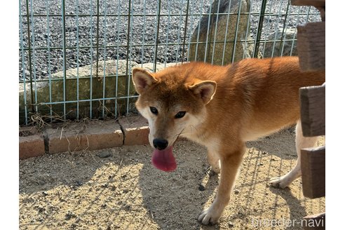 成約済の岡山県の柴犬-309349の3枚目