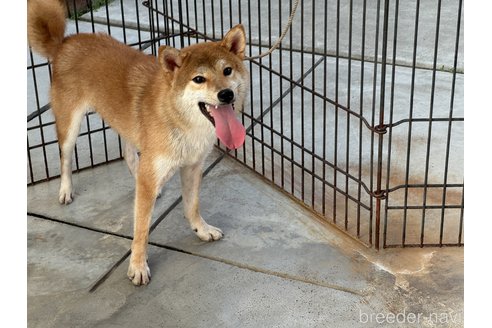 成約済の岡山県の柴犬-309349の2枚目