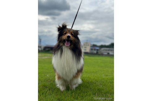 アルくん1枚目