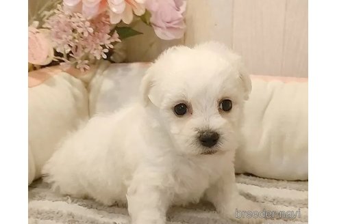 成約済の愛知県のビションフリーゼ-335847の4枚目