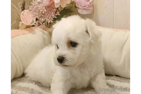 成約済の愛知県のビションフリーゼ-335847の3枚目
