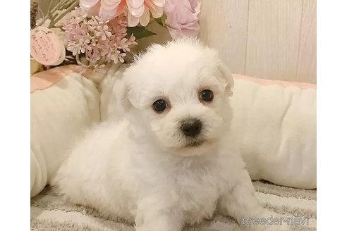 成約済の愛知県のビションフリーゼ-335847の2枚目