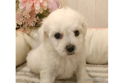 成約済の愛知県のビションフリーゼ-335848の3枚目