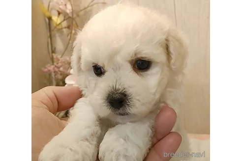 成約済の愛知県のビションフリーゼ-335848の2枚目