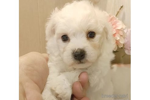 成約済の愛知県のビションフリーゼ-335850の4枚目