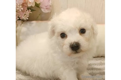 成約済の愛知県のビションフリーゼ-335850の3枚目