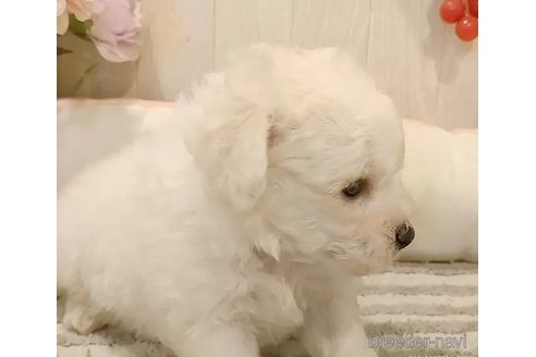 成約済の愛知県のビションフリーゼ-335850の2枚目