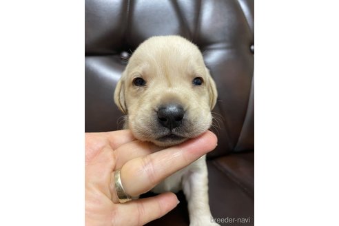 成約済の滋賀県のラブラドールレトリーバー-335853の1枚目