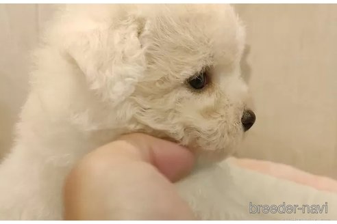 成約済の愛知県のビションフリーゼ-335860の4枚目