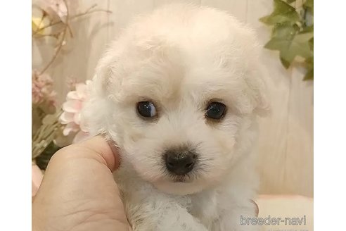 成約済の愛知県のビションフリーゼ-335860の3枚目