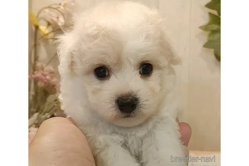 成約済の愛知県のビションフリーゼ-335860の2枚目