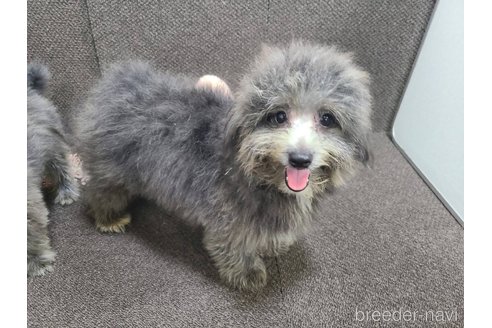 成約済の東京都のミックス犬-303790の10枚目