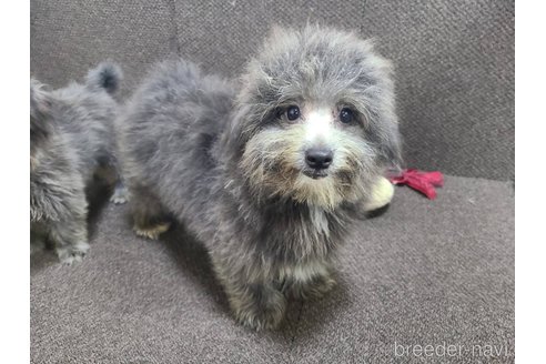 成約済の東京都のミックス犬-303790の8枚目
