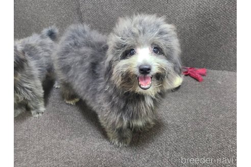 成約済の東京都のミックス犬-303790の9枚目