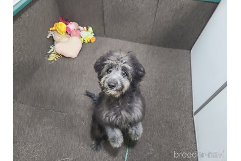 成約済の東京都のミックス犬-313005の10枚目