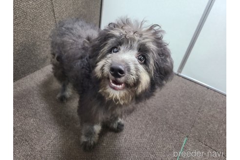 成約済の東京都のミックス犬-313005の9枚目