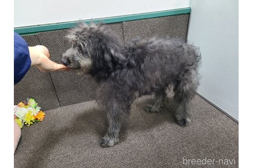 成約済の東京都のミックス犬-313005の8枚目