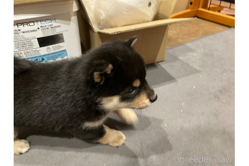成約済の福岡県の豆柴-335866の7枚目