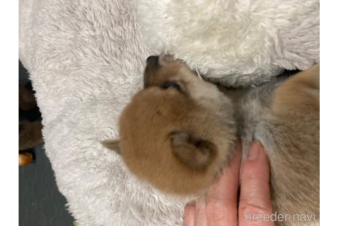 成約済の福岡県の豆柴-335868の13枚目