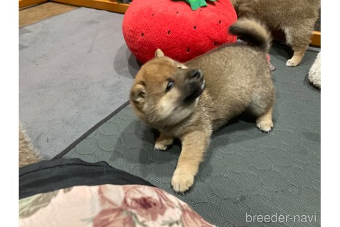 成約済の福岡県の豆柴-335868の14枚目