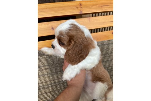 成約済の岡山県のキャバリアキングチャールズスパニエル-335869の4枚目