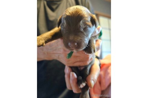 成約済の長野県のミックス犬-335878の12枚目