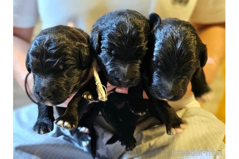 成約済の長野県のミックス犬-335880の15枚目
