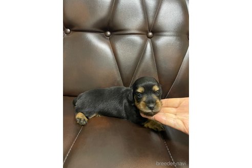 商談中の滋賀県のミニチュアダックスフンド(ロングヘアード)-335887の35枚目