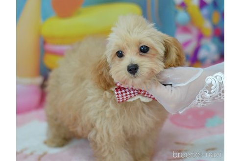 成約済の埼玉県のミックス犬-320206の26枚目