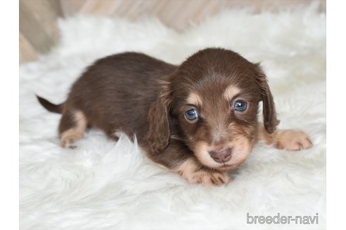 成約済の愛知県のミニチュアダックスフンド(ロングヘアード)-335894の5枚目