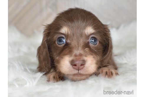 成約済の愛知県のミニチュアダックスフンド(ロングヘアード)-335894の4枚目