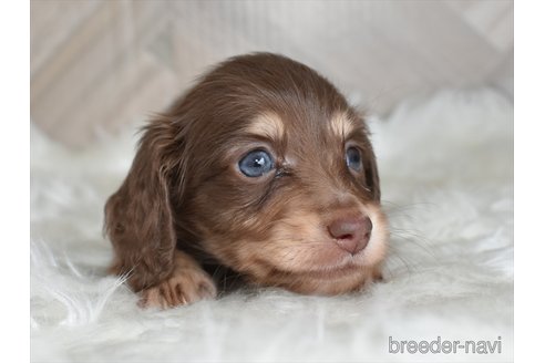 成約済の愛知県のミニチュアダックスフンド(ロングヘアード)-335894の3枚目